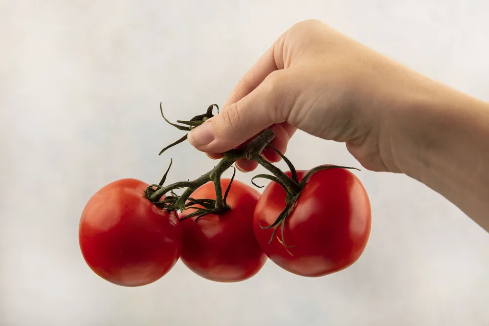 tomates cherry de ramita roja