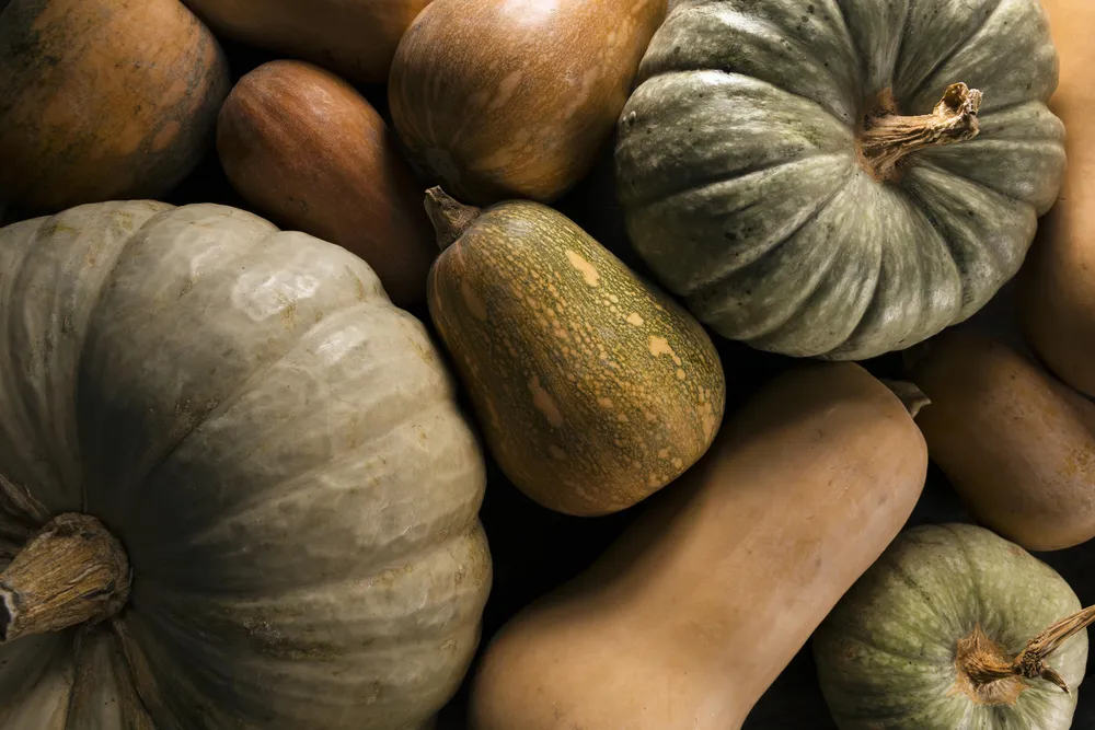 las calabazas son la base de la dieta de otoño